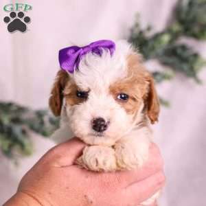 Marigold, Mini Bernedoodle Puppy